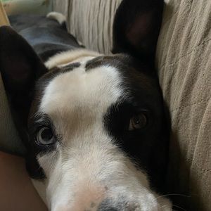 Meet your Posher, Holly